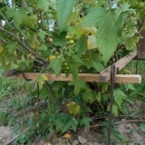 Kako ograditi ribizle vlastitim rukama